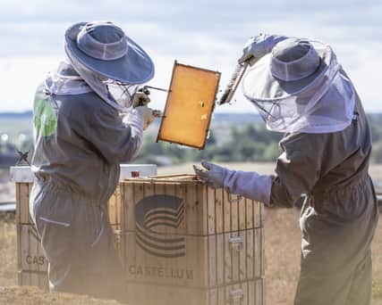 Two bee keepers working.
